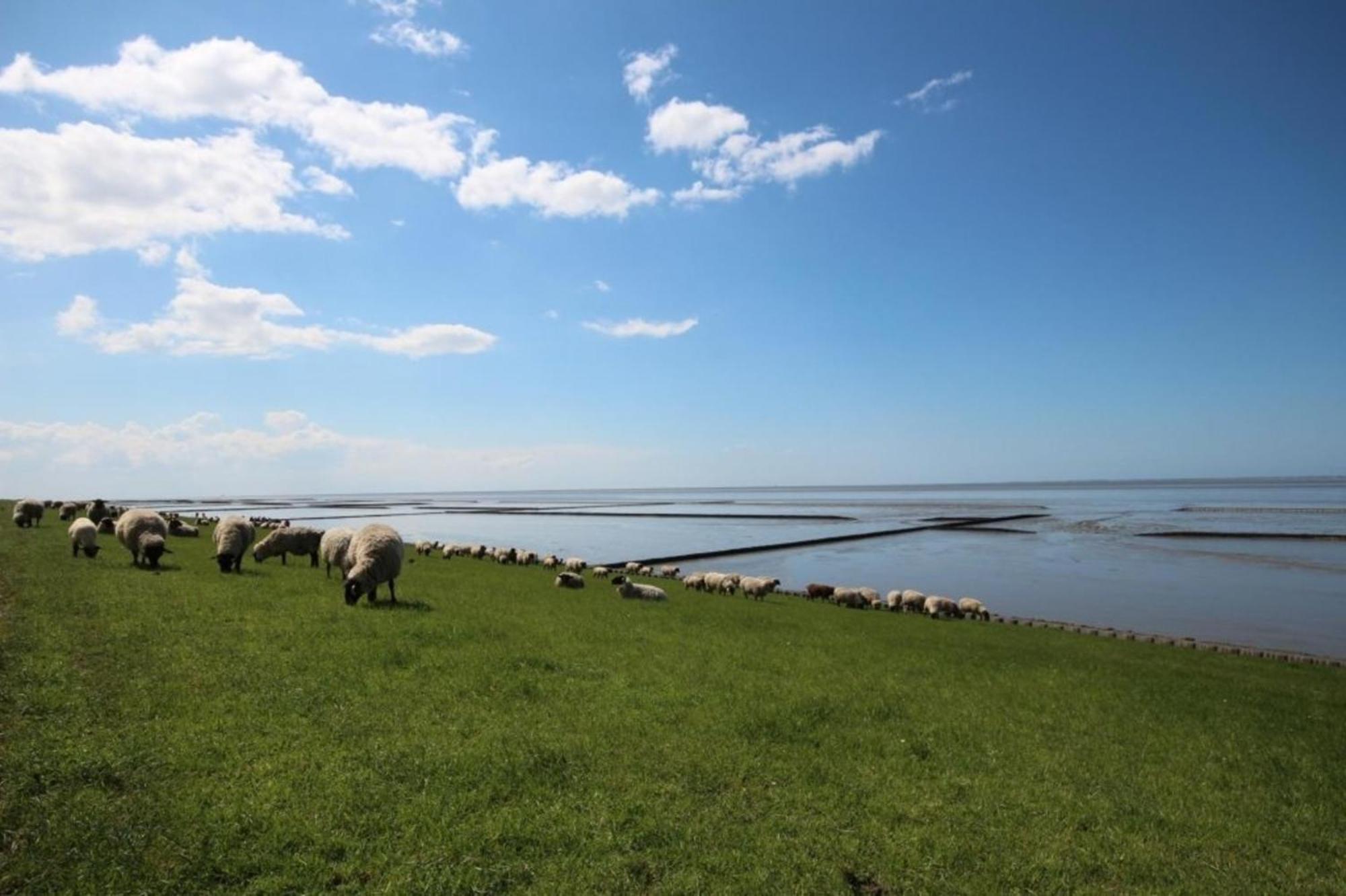 Kleine Nordseewelle Ohne Hund Norden Exterior photo